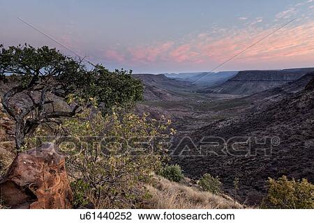 Stock Image - View of single acacia at edge of Grootberg Canyon looking down the gorge with mountains either side and pink and blue sunset sky, Palmwag Concession, Damaraland, Namibia, South West Africa. Fotosearch