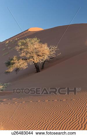 View of single tree framed by line of red sand dune with different tones in shadow of late afternoon sunlight, and sand being blown into ripple pattern by winds, blue sky above, Namib desert, Namibia, South West Africa View Large Photo Image Picture - View of single tree framed by line of red sand dune with different tones in shadow of late afternoon sunlight, and sand being blown into ripple pattern by winds, blue sky above, Namib desert, Namibia, South West Africa. Fotosearch