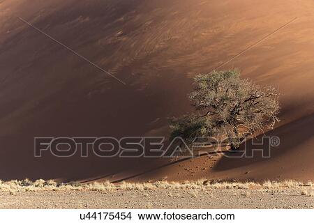 Picture - View of single tree framed by line of red sand dune with different tones in shadow of late afternoon sunlight, and sand being blown by winds, Namib desert, Namibia, South West Africa. Fotosearch