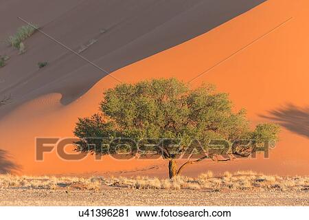Stock Image - View of single tree framed by line of red sand dune with different tones in shadow of late afternoon sunlight, and sand being blown by winds, Namib desert, Namibia, South West Africa. Fotosearch