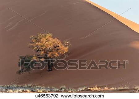 Stock Image - View of single tree framed by line of red sand dune with different tones in shadow of late afternoon sunlight, and sand being blown by winds, single tree at base, Namib desert, Namibia, South West Africa. Fotosearch