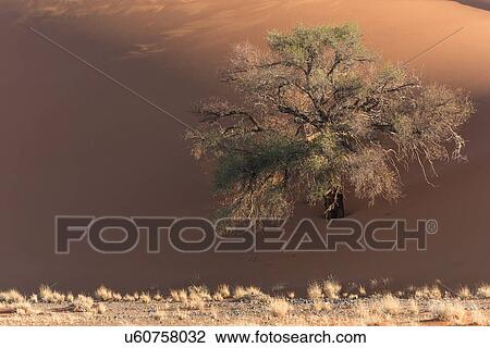 View of single tree framed by line of red sand dune with different tones in shadow of late afternoon sunlight, and sand being blown by winds, Namib desert, Namibia, South West Africa View Large Photo Image Stock Image - View of single tree framed by line of red sand dune with different tones in shadow of late afternoon sunlight, and sand being blown by winds, Namib desert, Namibia, South West Africa. Fotosearch