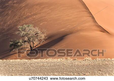 View of single tree framed by line of red sand dune with different tones in shadow of late afternoon sunlight, and sand being blown by winds, Namib desert, Namibia, South West Africa View Large Photo Image Stock Image - View of single tree framed by line of red sand dune with different tones in shadow of late afternoon sunlight, and sand being blown by winds, Namib desert, Namibia, South West Africa. Fotosearch