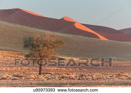 Stock Image - View of single tree framed by line of red sand dune with different tones in shadow of late afternoon sunlight, and sand being blown by winds, blue sky above, Namib desert, Namibia, South West Africa. Fotosearch