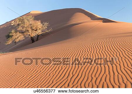 Stock Photo - View of single tree framed by line of red sand dune with different tones in shadow of late afternoon sunlight, and sand being blown into ripple pattern by winds, blue sky above, Namib desert, Namibia, South West Africa. Fotosearch