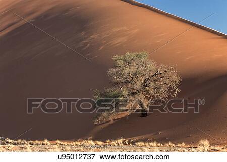 Stock Photo - View of single tree framed by line of red sand dune with different tones in shadow of late afternoon sunlight, and sand being blown by winds, blue sky above, Namib desert, Namibia, South West Africa. Fotosearch