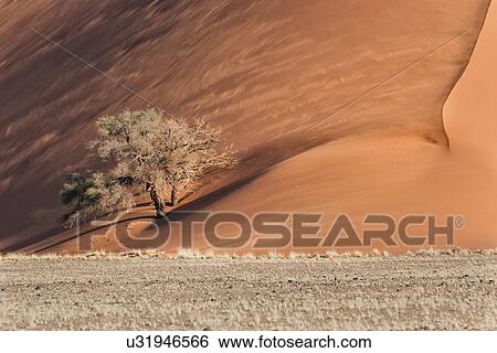 View of single tree framed by line of red sand dune with different tones in shadow of late afternoon sunlight, and sand being blown by winds, Namib desert, Namibia, South West Africa View Large Photo Image Stock Photograph - View of single tree framed by line of red sand dune with different tones in shadow of late afternoon sunlight, and sand being blown by winds, Namib desert, Namibia, South West Africa. Fotosearch