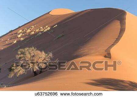Stock Photograph - View of single tree framed by line of red sand dune with different tones in shadow of late afternoon sunlight, and sand being blown by winds, blue sky above, Namib desert, Namibia, South West Africa. Fotosearch
