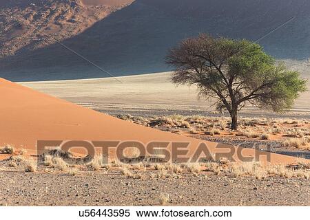 Stock Photography - View of single tree framed by line of red sand dune with different tones in shadow of late afternoon sunlight, and sand being blown by winds, Namib desert, Namibia, South West Africa. Fotosearch