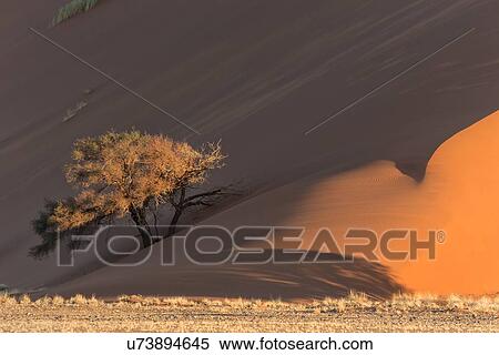 Stock Photography - View of single tree framed by line of red sand dune with different tones in shadow of late afternoon sunlight, and sand being blown by winds, single tree at base, Namib desert, Namibia, South West Africa. Fotosearch