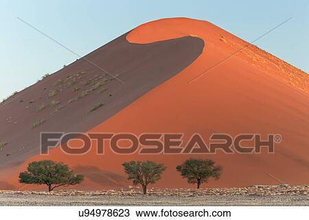 Stock Image - View of three trees framed by line of red sand dune with different tones in shadow of late afternoon sunlight, and sand being blown by winds, blue sky above, Namib desert, Namibia, South West Africa. Fotosearch