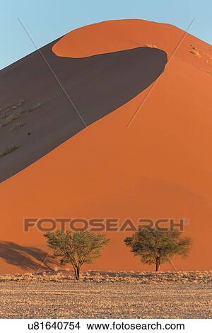 Picture - View of two trees framed by line of red sand dune with different tones in shadow of late afternoon sunlight, and sand being blown by winds, blue sky above, Namib desert, Namibia, South West Africa. Fotosearch