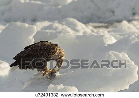 Stock Image - White-tailed sea eagle just landed on sea ice, with open beak, eating prey, side view, Rausu, Hokkaido, Japan. Fotosearch