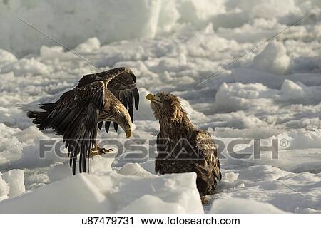 Stock Image - White-tailed sea eagle just landed on sea ice, with immature adult beside, side view, Rausu, Hokkaido, Japan. Fotosearch