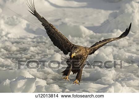 Picture - White-tailed Sea eagle with outstretched wings and talons above sea ice, preparing to grab prey, monochrome, Rausu, Hokkaido, Japan. Fotosearch