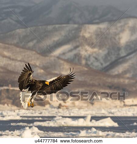 White -tailed Sea eagle with outstretched wings and talons hovering above sea ice preparing to grab prey, Rausu, Hokkaido, Japan View Large Photo Image Picture - White -tailed Sea eagle with outstretched wings and talons hovering above sea ice preparing to grab prey, Rausu, Hokkaido, Japan. Fotosearch