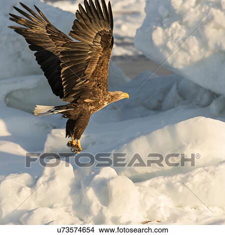 White -tailed Sea eagle with outstretched wings and talons flying above sea ice preparing to grab prey, Rausu, Hokkaido, Japan View Large Photo Image Picture - White -tailed Sea eagle with outstretched wings and talons flying above sea ice preparing to grab prey, Rausu, Hokkaido, Japan. Fotosearch