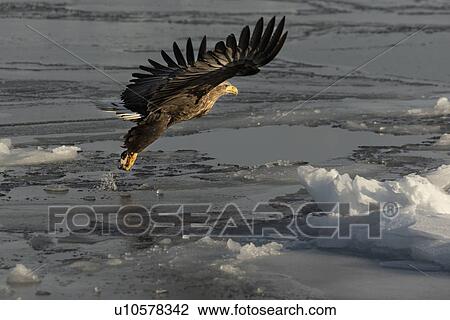 Stock Image - White -tailed Sea eagle with outstretched wings and talons flying above sea ice preparing to grab prey, Rausu, Hokkaido, Japan. Fotosearch