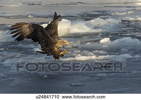 White-tailed Sea eagle with outstretched wings and talons about to land on sea ice, preparing to grab prey, Rausu, Hokkaido, Japan View Large Photo Image Stock Image - White-tailed Sea eagle with outstretched wings and talons about to land on sea ice, preparing to grab prey, Rausu, Hokkaido, Japan. Fotosearch
