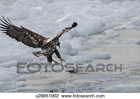 White-tailed sea eagle with outstretched wings and talons about to land on sea ice, preparing to grab prey, Rausu, Hokkaido, Japan View Large Photo Image Stock Image - White-tailed sea eagle with outstretched wings and talons about to land on sea ice, preparing to grab prey, Rausu, Hokkaido, Japan. Fotosearch
