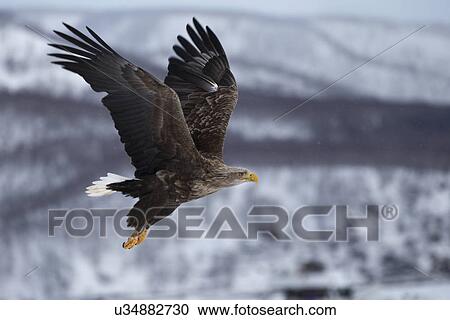 White -tailed Sea eagle with outstretched wings flying above sea ice preparing to grab prey, Rausu, Hokkaido, Japan View Large Photo Image Stock Image - White -tailed Sea eagle with outstretched wings flying above sea ice preparing to grab prey, Rausu, Hokkaido, Japan. Fotosearch