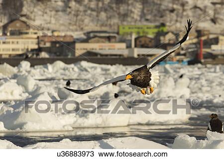White -tailed Sea eagle with outstretched wings flying above sea ice with view of harbour and hills beyond, Rausu, Hokkaido, Japan View Large Photo Image Stock Image - White -tailed Sea eagle with outstretched wings flying above sea ice with view of harbour and hills beyond, Rausu, Hokkaido, Japan. Fotosearch