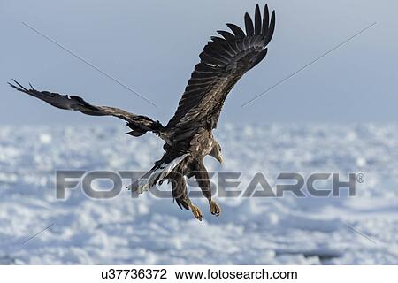 Stock Image - White -tailed Sea eagle with outstretched wings and talons hovering above sea ice preparing to grab prey, Rausu, Hokkaido, Japan. Fotosearch