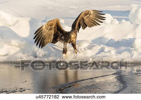 White -tailed Sea eagle with outstretched wings and talons reflected in water, swooping above sea ice preparing to grab prey, Rausu, Hokkaido, Japan View Large Photo Image Stock Image - White -tailed Sea eagle with outstretched wings and talons reflected in water, swooping above sea ice preparing to grab prey, Rausu, Hokkaido, Japan. Fotosearch