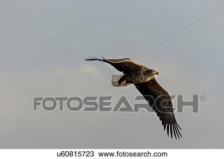 White -tailed Sea eagle with outstretched wings flying with blue sky and clouds in background, Rausu, Hokkaido, Japan View Large Photo Image Stock Image - White -tailed Sea eagle with outstretched wings flying with blue sky and clouds in background, Rausu, Hokkaido, Japan. Fotosearch
