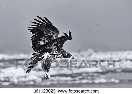 White-tailed Sea eagle with outstretched wings and talons about to land on sea ice, preparing to grab prey, Rausu, Hokkaido, Japan View Large Photo Image Stock Image - White-tailed Sea eagle with outstretched wings and talons about to land on sea ice, preparing to grab prey, Rausu, Hokkaido, Japan. Fotosearch