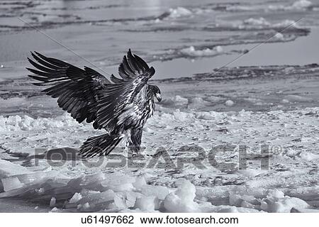Stock Image - White-tailed sea eagle with outstretched wings and talons just landed on sea ice, preparing to eat prey, Rausu, Hokkaido, Japan. Fotosearch
