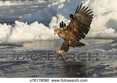 White-tailed sea eagle with outstretched wings and talons about to land on sea ice, preparing to grab prey, Rausu, Hokkaido, Japan View Large Photo Image Stock Image - White-tailed sea eagle with outstretched wings and talons about to land on sea ice, preparing to grab prey, Rausu, Hokkaido, Japan. Fotosearch