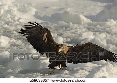 White-tailed sea eagle with outstretched wings and talons just landed on sea ice, preparing to eat prey, Rausu, Hokkaido, Japan View Large Photo Image Stock Photo - White-tailed sea eagle with outstretched wings and talons just landed on sea ice, preparing to eat prey, Rausu, Hokkaido, Japan. Fotosearch