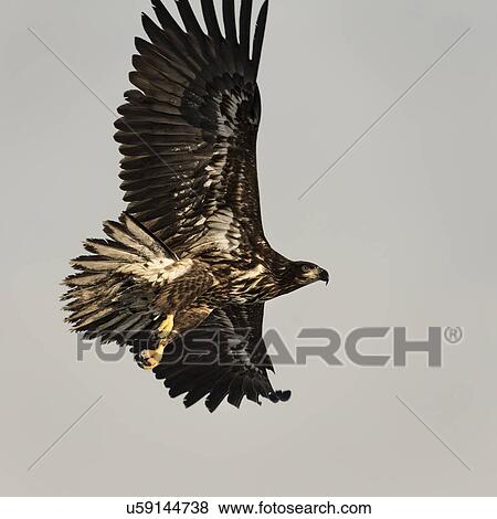 White -tailed Sea eagle with outstretched wings flying with blue sky and clouds in background, Rausu, Hokkaido, Japan View Large Photo Image Stock Photo - White -tailed Sea eagle with outstretched wings flying with blue sky and clouds in background, Rausu, Hokkaido, Japan. Fotosearch