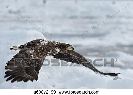 Stock Photo - White -tailed Sea eagle with outstretched wings flying above sea ice preparing to grab prey, Rausu, Hokkaido, Japan. Fotosearch