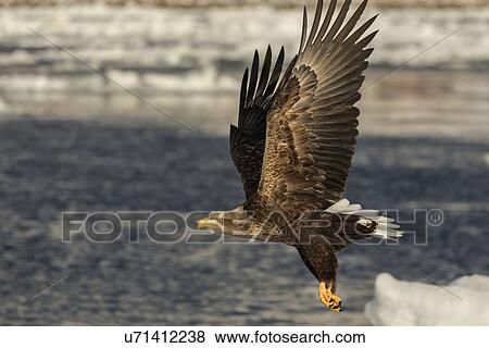 Stock Photo - White-tailed Sea eagle with outstretched wings and talons above sea ice, preparing to grab prey, monochrome, Rausu, Hokkaido, Japan. Fotosearch