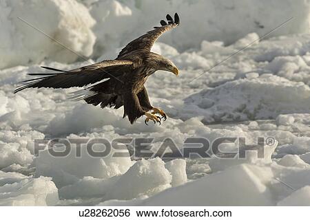 White-tailed Sea eagle with outstretched wings and talons above sea ice, preparing to grab prey, monochrome, Rausu, Hokkaido, Japan View Large Photo Image Stock Photograph - White-tailed Sea eagle with outstretched wings and talons above sea ice, preparing to grab prey, monochrome, Rausu, Hokkaido, Japan. Fotosearch