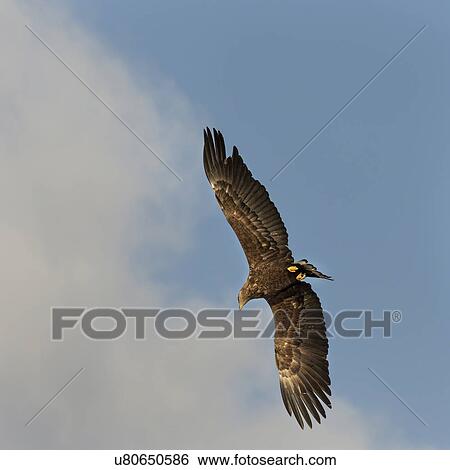 White -tailed Sea eagle with outstretched wings flying with blue sky and clouds in background, Rausu, Hokkaido, Japan View Large Photo Image Stock Photograph - White -tailed Sea eagle with outstretched wings flying with blue sky and clouds in background, Rausu, Hokkaido, Japan. Fotosearch