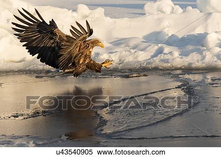 Stock Photography - White -tailed Sea eagle with outstretched wings and talons reflected in water, swooping above sea ice preparing to grab prey, Rausu, Hokkaido, Japan. Fotosearch