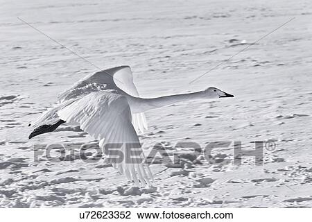 White Whooper swan in early take off with outstretched wings over snowy frozen lake, close up monochrome, Lake Kussharo, Hokkaido, Japan View Large Photo Image Stock Image - White Whooper swan in early take off with outstretched wings over snowy frozen lake, close up monochrome, Lake Kussharo, Hokkaido, Japan. Fotosearch