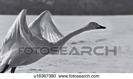 White Whooper swan preparing for take off with outstretched wings over snowy frozen lake, detail monochrome, Lake Kussharo, Hokkaido, Japan View Large Photo Image Stock Image - White Whooper swan preparing for take off with outstretched wings over snowy frozen lake, detail monochrome, Lake Kussharo, Hokkaido, Japan. Fotosearch