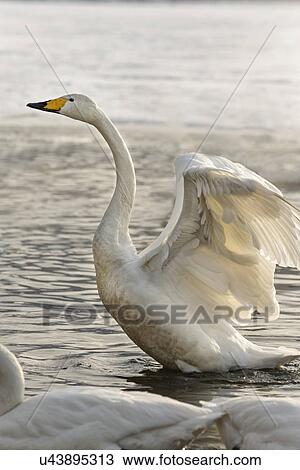 Stock Image - Whooper swan displaying with wings outstretched, and other swans nearby on channel of water in frozen Lake Kussharo, Hokkaido, Japan. Fotosearch
