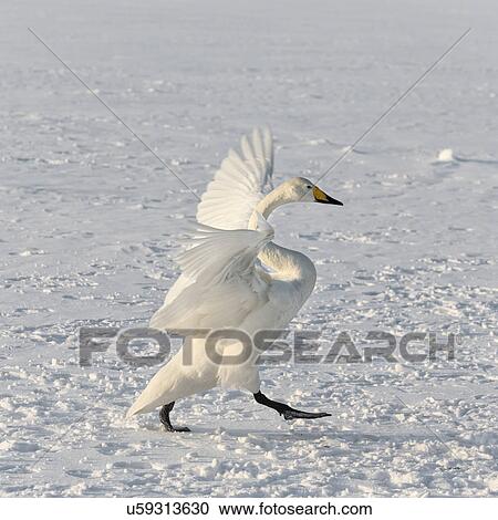 Whooper swan displaying with wings outstretched, while walking on frozen Lake Kussharo, monochrome image, Hokkaido, Japan View Large Photo Image Stock Image - Whooper swan displaying with wings outstretched, while walking on frozen Lake Kussharo, monochrome image, Hokkaido, Japan. Fotosearch