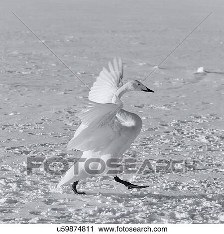 Whooper swan displaying with wings outstretched, while walking on frozen Lake Kussharo, monochrome image, Hokkaido, Japan View Large Photo Image Stock Image - Whooper swan displaying with wings outstretched, while walking on frozen Lake Kussharo, monochrome image, Hokkaido, Japan. Fotosearch