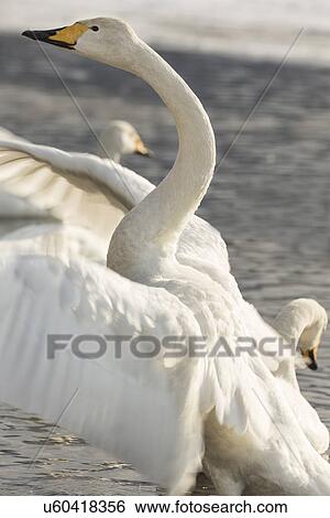 Whooper swan displaying with wings outstretched, and other swans nearby on channel of water in frozen Lake Kussharo, Hokkaido, Japan View Large Photo Image Stock Photograph - Whooper swan displaying with wings outstretched, and other swans nearby on channel of water in frozen Lake Kussharo, Hokkaido, Japan. Fotosearch