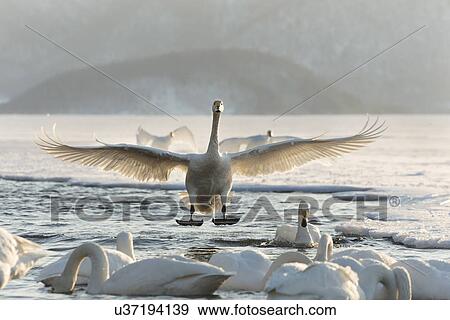 Whooper swan flying in to join flock of Whooper swans swimming on water channel beside frozen lake in late afternoon golden sunlight, Lake Kussharo, Hokkaido, Japan View Large Photo Image Stock Photo - Whooper swan flying in to join flock of Whooper swans swimming on water channel beside frozen lake in late afternoon golden sunlight, Lake Kussharo, Hokkaido, Japan. Fotosearch