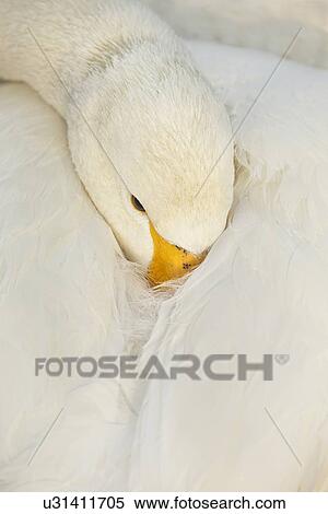 Stock Photography - Whooper swan tucks her head between her wings, leaving eye and part of yellow beak showing in curve of delicate plumage, keeping warm in early morning, close up detail, Lake Kussharo, Hokkaido, Japan. Fotosearch