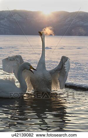 Whooper swan upright, displaying and honking with wings outstretched, steam coming from beak against the golden setting sun, snowy frozen lake with another swan swimming alongside, close up, Lake Kussharo, Hokkaido, Japan View Large Photo Image Stock Image - Whooper swan upright, displaying and honking with wings outstretched, steam coming from beak against the golden setting sun, snowy frozen lake with another swan swimming alongside, close up, Lake Kussharo, Hokkaido, Japan. Fotosearch