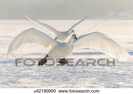 Stock Image - Whooper swan with another behind, in flight over snowy frozen lake, close up, Lake Kussharo, Hokkaido, Japan. Fotosearch