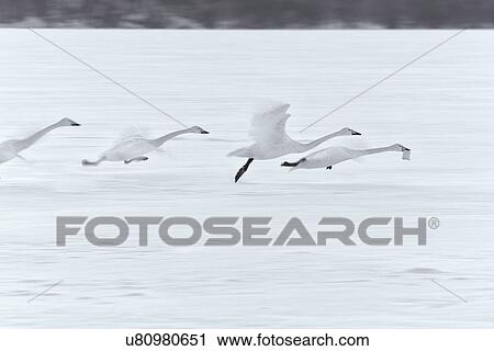 Whooper swans running with outstretched wings over snowy frozen lake, in pursuit of lead swan holding piece of bread, monochrome motion blur effect, Lake Kussharo, Hokkaido, Japan View Large Photo Image Stock Image - Whooper swans running with outstretched wings over snowy frozen lake, in pursuit of lead swan holding piece of bread, monochrome motion blur effect, Lake Kussharo, Hokkaido, Japan. Fotosearch